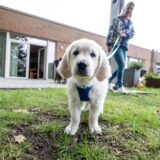Therapiehund Fiete vor dem Hospiz an der Leine von Sabrina Bergeest.