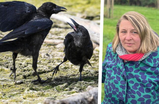 Links, zwei Krähen streiten sich, rechts Tanja Flormann schaut in die Kamera.