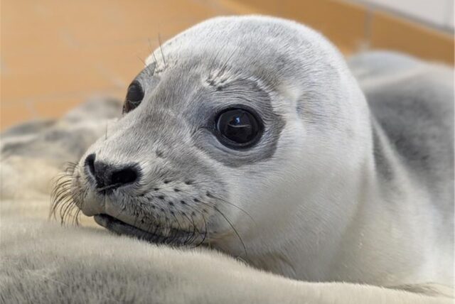 Heuler Karla in der Seehundstation Norddeich. Sie wog bei der Aufnahme 8,6 Kilogramm.