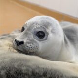 Heuler Karla in der Seehundstation Norddeich. Sie wog bei der Aufnahme 8,6 Kilogramm.