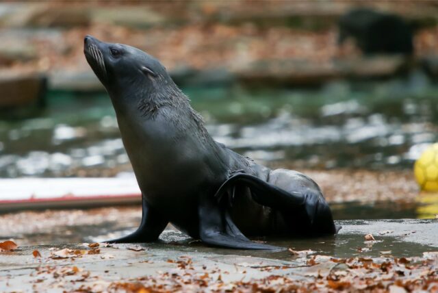 Seelöwin Nixe brachte im Dortmunder Zoo ein totes Jungtier zur Welt.