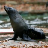 Seelöwin Nixe brachte im Dortmunder Zoo ein totes Jungtier zur Welt.