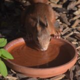 Ein Eichhörnchen trinkt aus einer Wasserschale. Daneben ist der Tierschützer Werner Schmitz mit einem Eichhörnchen auf der Brust.