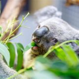 Koala Irwin sitzt in seinem Gehege auf einem Baum und frisst frische Eukalyptus-Blätter.