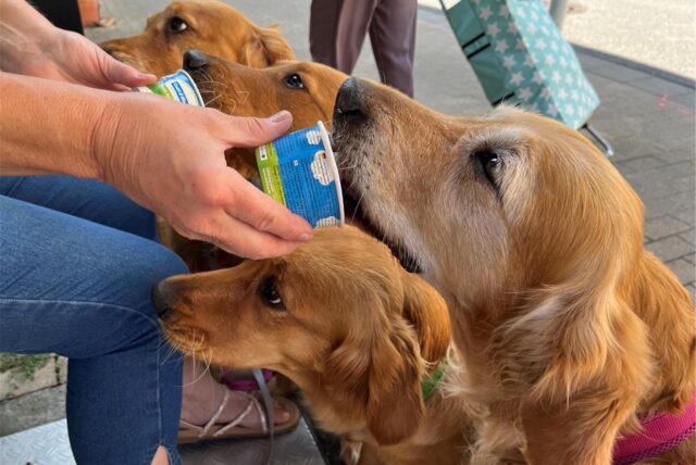 Vier Golden Retriever fressen Hundeeis.