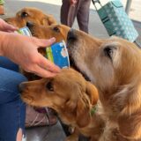 Vier Golden Retriever fressen Hundeeis.