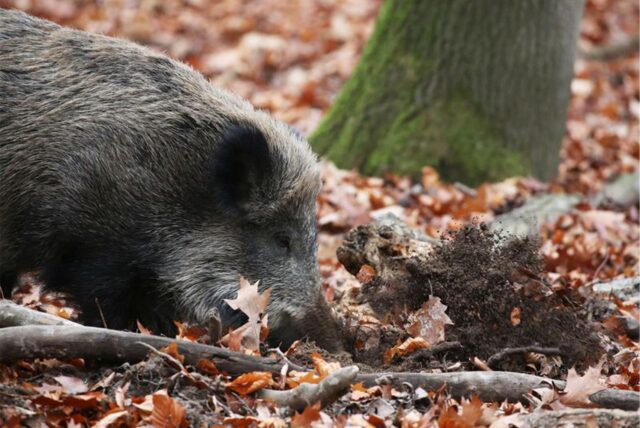 Ein Wildschwein wühlt das Erdreich auf.