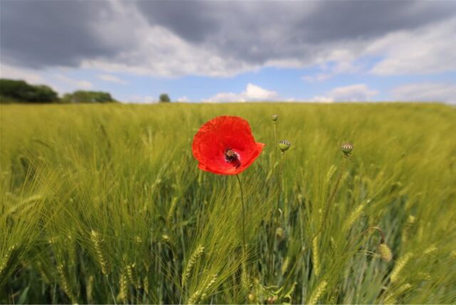 Eine Mohnblume blüht auf einem Gerstenfeld in Düsseldorf. Die zweite Hälfte des langen Himmelfahrt-Wochenendes bringt in Nordrhein-Westfalen teils schwüle Temperaturen und ein steigendes Gewitterrisiko.