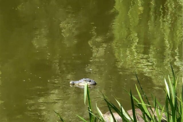 Dieses von der Polizei Berlin zur Verfügung gestellte Foto zeigt die Attrappe eines Alligatorenkopfes im Wasser. Ein vermeintlicher Alligator sorgte für einen Einsatz von Polizei und Technischem Hilfswerk am Kreuzpfuhl in Weißensee.