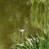 Dieses von der Polizei Berlin zur Verfügung gestellte Foto zeigt die Attrappe eines Alligatorenkopfes im Wasser. Ein vermeintlicher Alligator sorgte für einen Einsatz von Polizei und Technischem Hilfswerk am Kreuzpfuhl in Weißensee.