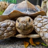 Der alteingesessene Speedy freut sich über seine neuen Mitbewohnerinnen.