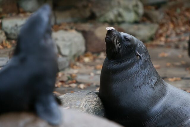 Die Seerobben im Dortmunder Zoo sind eine beliebte Attraktion. Gerade die Seerobbenfütterung lockt immer viele Besucher an.