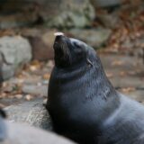 Die Seerobben im Dortmunder Zoo sind eine beliebte Attraktion. Gerade die Seerobbenfütterung lockt immer viele Besucher an.