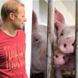 Schweinebauer Daniel Gremme (li.); Schweine im Stall
