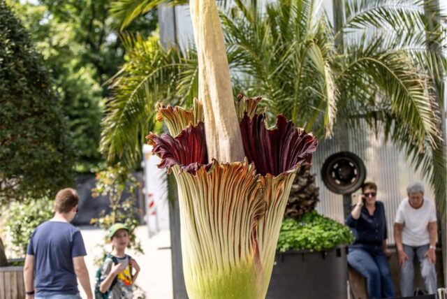 Die stinkende Riesenblume Titanenwurz im Gruga-Park blüht.