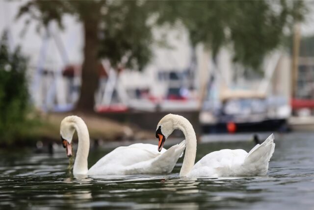 Ein Schwanenpärchen im Phoenix-See in Dortmund.