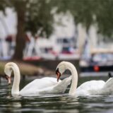 Ein Schwanenpärchen im Phoenix-See in Dortmund.