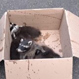 Junge Waschbären sitzen in einem Pappkarton. Ein Waschbärweibchen hatte sich mit ihren vier Jungen im Kamin eines Einfamlienhauses niedergelassen. Die Feuerwehr konnte die Tiere sicher entfernen.
