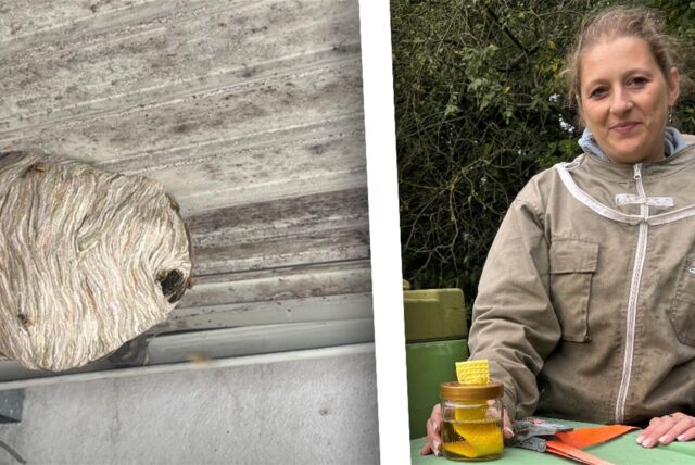 Montage aus zwei Bildern: Links ist ein Wespennest zu sehen, rechts die Imkerin Nadine Batze aus Schwerte.