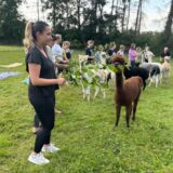 Die Westheide Alpakas in Schwerte werden von Teilnehmern am AlpakaYoga mit Zweigen gefüttert.