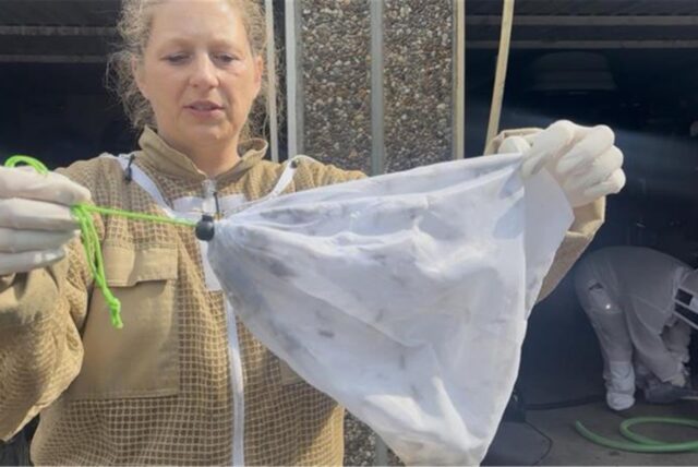 Imkerin Nadine Batze aus Schwerte steht in einem Garagenhof. Sie hält ein Netz in die Kamera, in dem sich Wespen befinden.