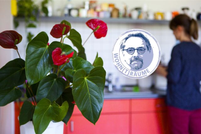 Eine Flamingoblume steht in einer Küche