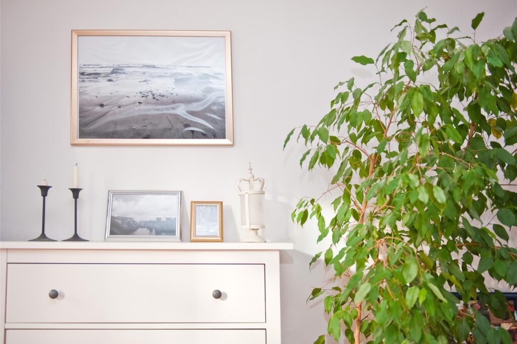Eine Ficus benjamini steht neben einer Anrichte in einem Wohnraum Eine Ficus benjamini steht neben einer Anrichte in einem Wohnraum
