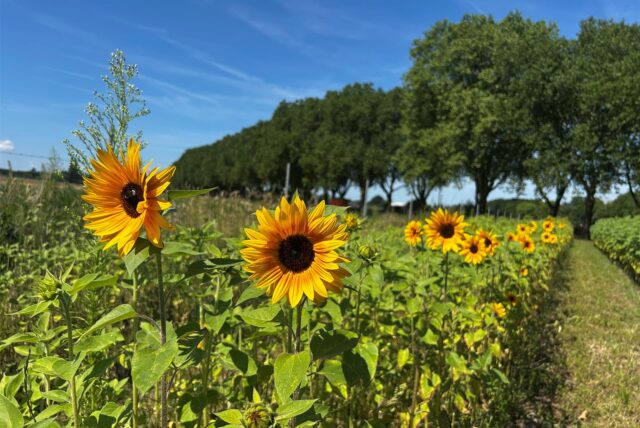 An der Gahmener Straße blühen schon die ersten Sonnenblumen. Diese können selbst gepflückt werden.