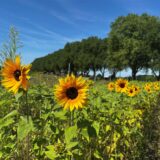 An der Gahmener Straße blühen schon die ersten Sonnenblumen. Diese können selbst gepflückt werden.