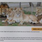 Ein Bild zeigt die Homepage des Darling Downs Zoo auf einem Computermonitor in Sydney.