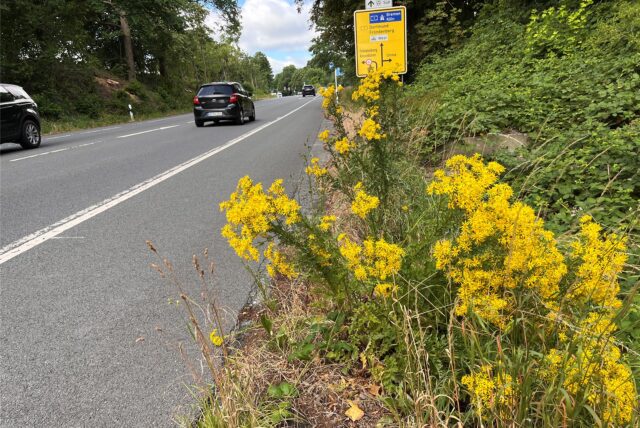 Jakobskreuzkraut blüht am Rand der B1 in Unna. Autos fahren vorbei