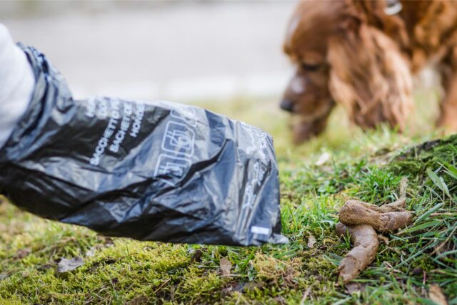 Person mit Hundekotbeutel beim Aufheben von Hundekot, Hund im Hintergrund auf Wiese.