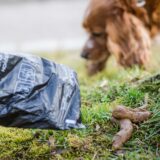 Person mit Hundekotbeutel beim Aufheben von Hundekot, Hund im Hintergrund auf Wiese.
