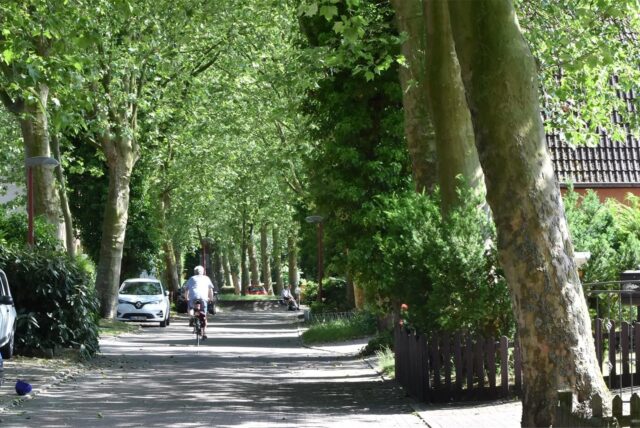 Platanen in der Siedlung Schönhausen (A.)