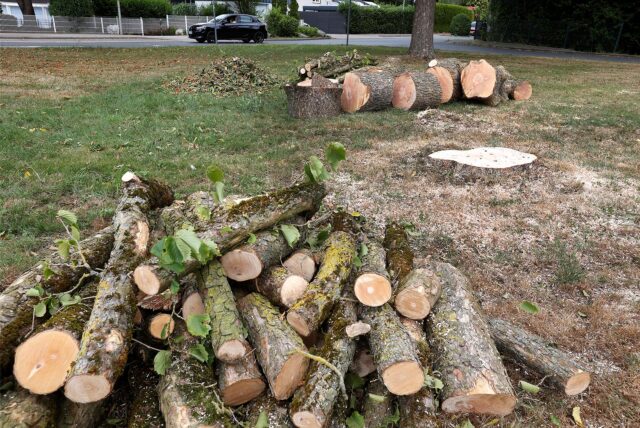 In Kamen sind an der Südkamener Straße in der Nähe des Friedhofs die Reste einer zuvor gefällten Baumhasel zu erkennen.