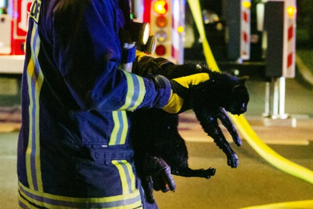 Ein Feuerwehrmann hält eine Katze fest.