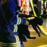 Ein Feuerwehrmann hält eine Katze fest.