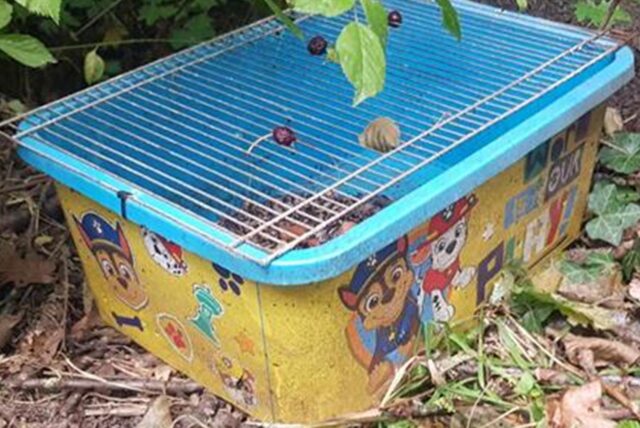 Igel liegt in einer gelben Paw Patrol Box, die mit Kablebindern verschlossen wurde.