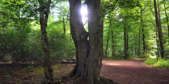 Viele Bäume stehen im Schwerter Wald auf einer Lichtung