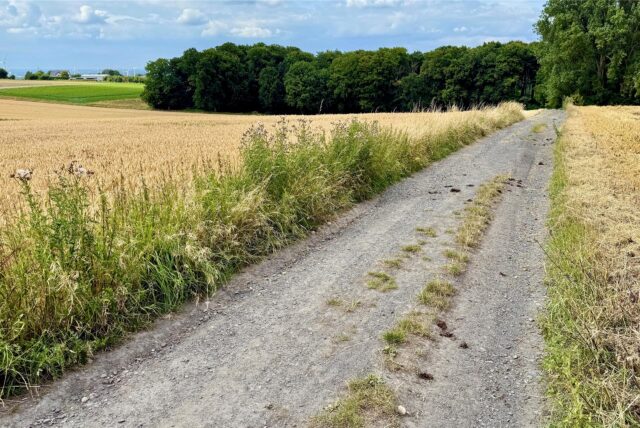 Waldweg Ostbüren