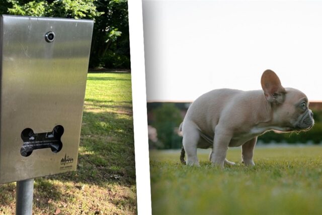 Montage aus zwei Bildern: Links ist ein Hundekotbeutelspender der Stadt Schwerte zu sehen. Rechts sieht man eine kleine Bulldogge, die Kot absetzt.