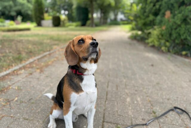 Hunde an der Leine bleiben auf dem Friedhof in Holzwickede erlaubt.