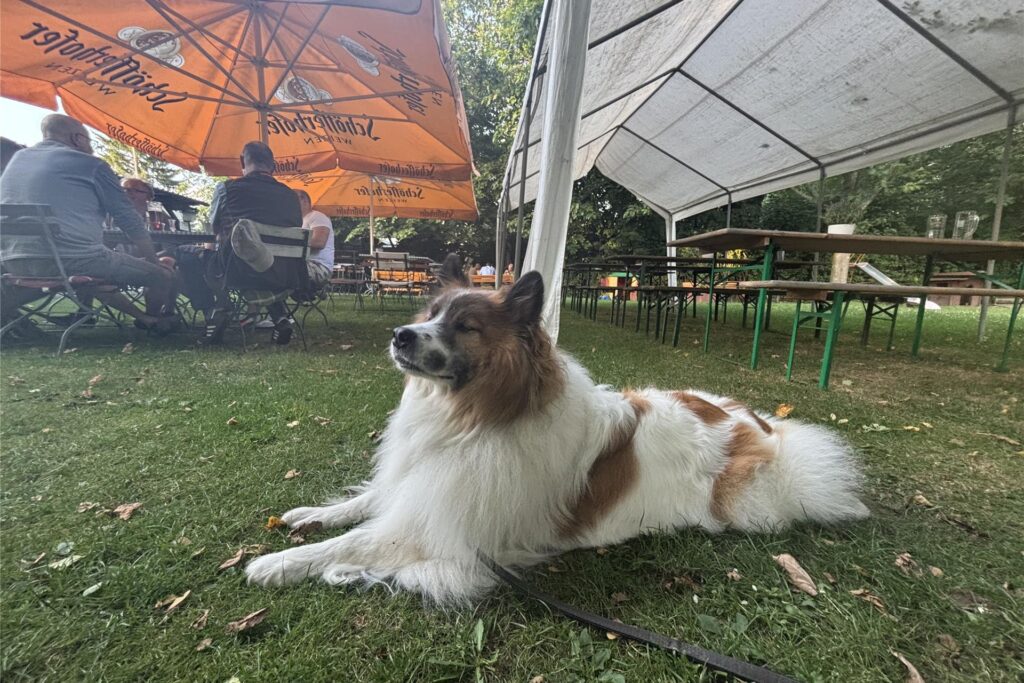 Ein Hund liegt auf einer Wiese in einem Biergarten in Dortmund-Westerfilde. Ein Hund liegt auf einer Wiese in einem Biergarten in Dortmund-Westerfilde.