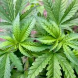 Cannabispflanzen