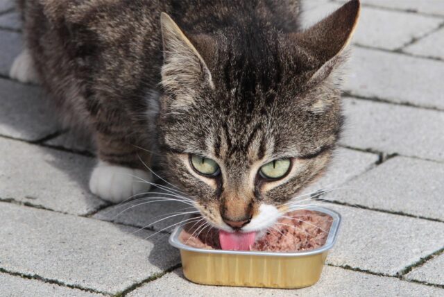 Eine Katze frisst Katzenfutter aus einer Aluschale.