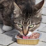 Eine Katze frisst Katzenfutter aus einer Aluschale.