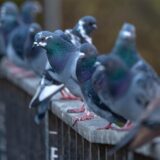 Eine Reihe von Tauben sitzt auf einer grauen, hölzernen Struktur. Die Vögel haben ein graues, blaues und violettes Gefieder.