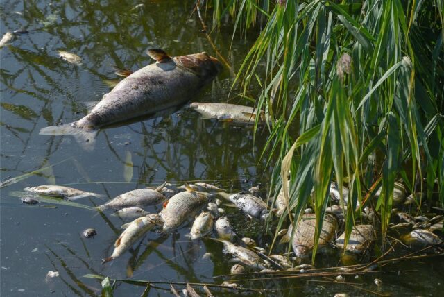 Im Teich des Fredenbaumparks wurden viele tote Fische entdeckt. Das Foto zeigt verendete Fische im Grenzfluss Westoder.