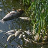 Im Teich des Fredenbaumparks wurden viele tote Fische entdeckt. Das Foto zeigt verendete Fische im Grenzfluss Westoder.