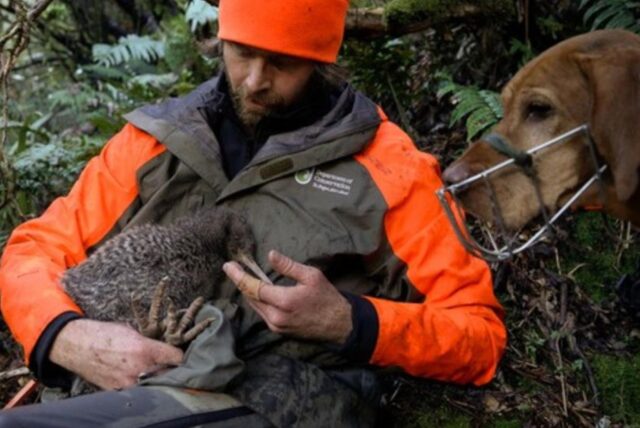 Auf dieser undatierten vom Department of Conservation (DOC) zur Verfügung gestellten Aufnahme hält der Ranger Iain Graham das weibliche Kiwi-Pukupuku, das in der Adams Wilderness Area auf der Südinsel entdeckt wurde.